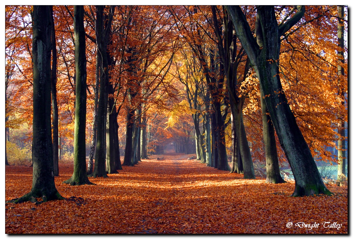 fall leaves 003a